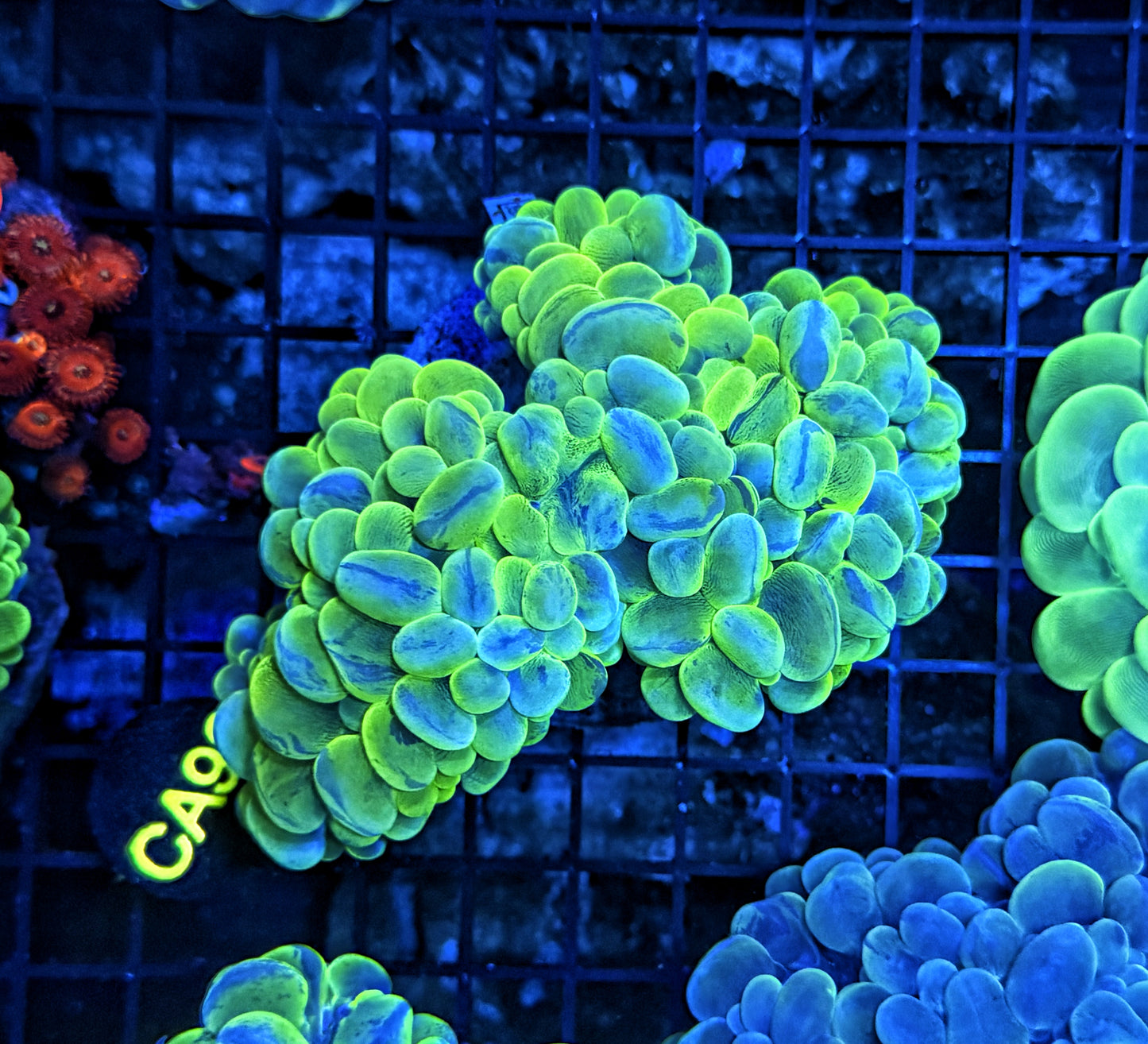 Bubble coral clearance