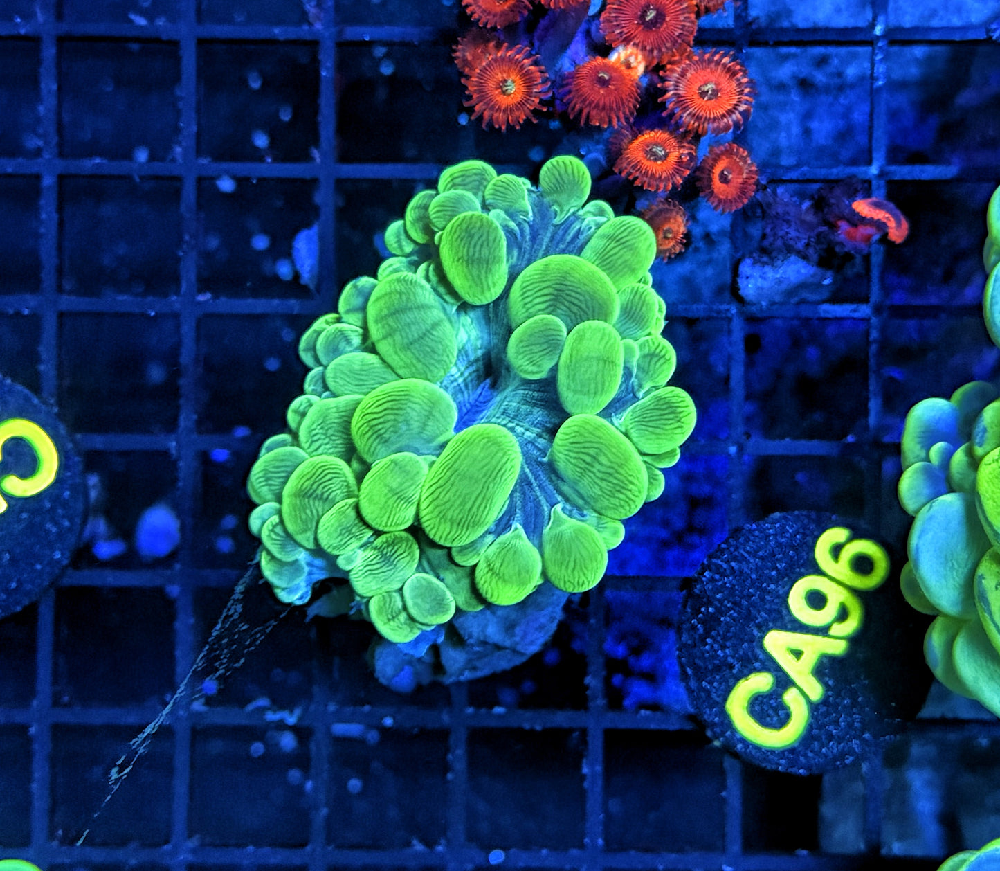 Bubble coral clearance