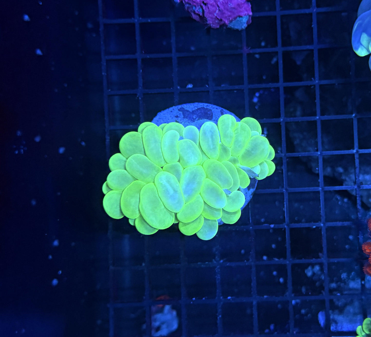 Bubble coral clearance