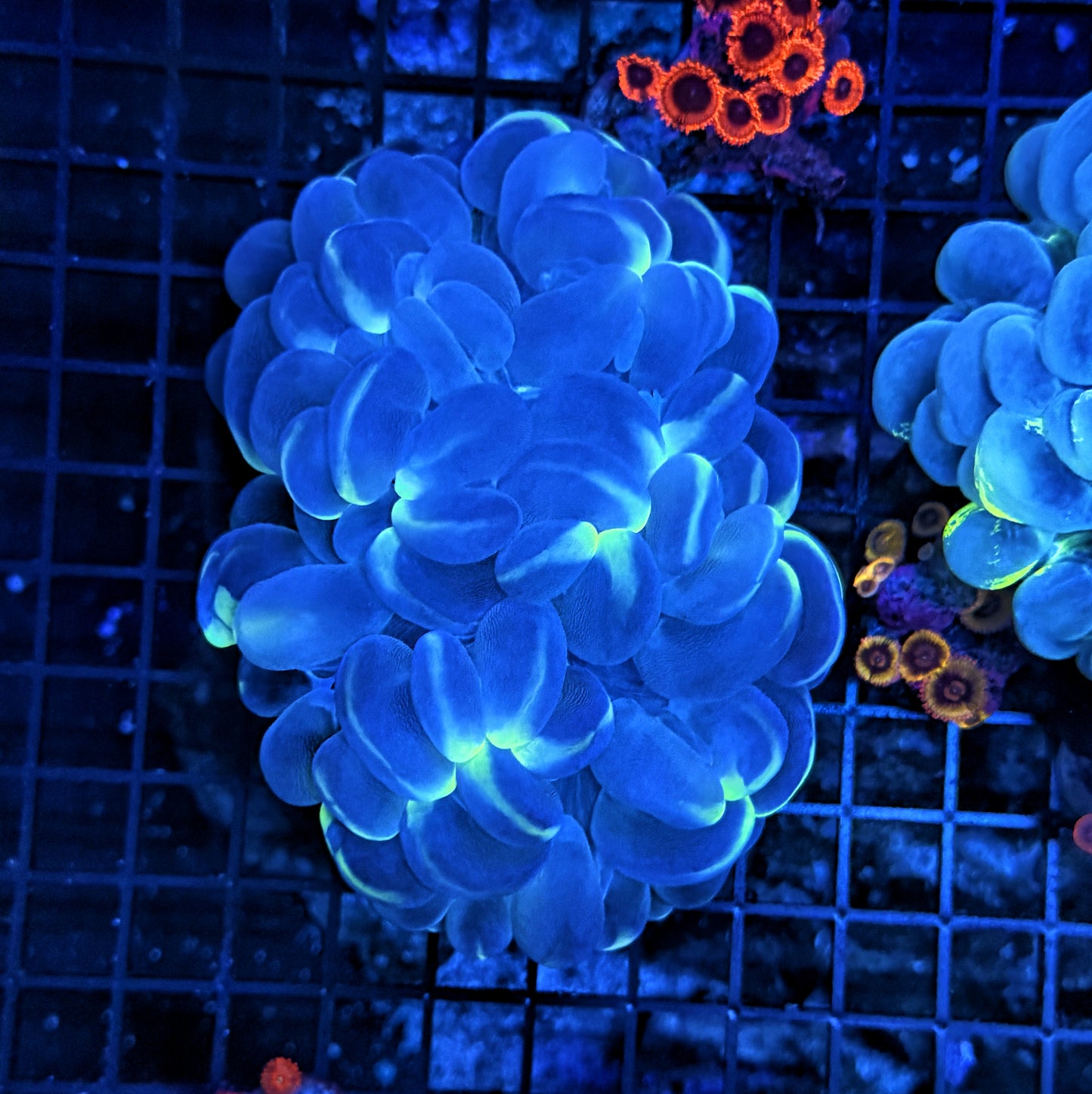 Bubble coral clearance