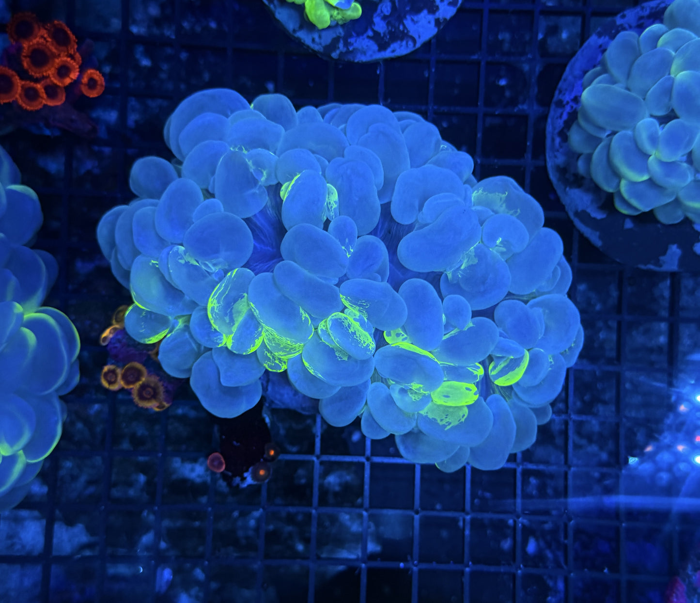 Bubble coral clearance