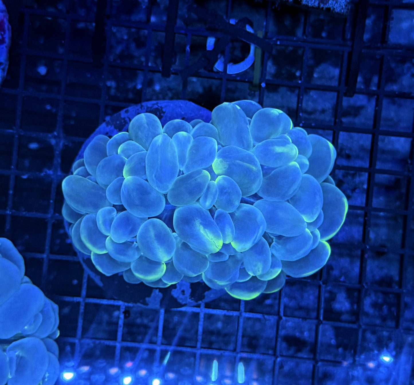 Bubble coral clearance