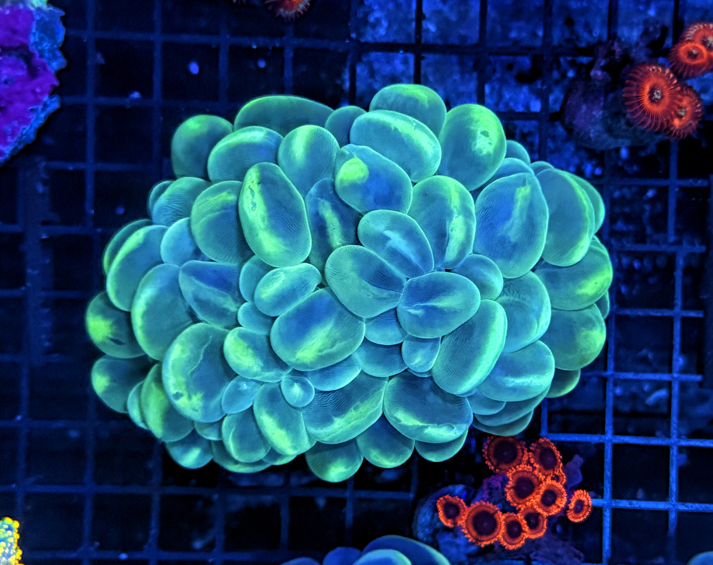 Bubble coral clearance