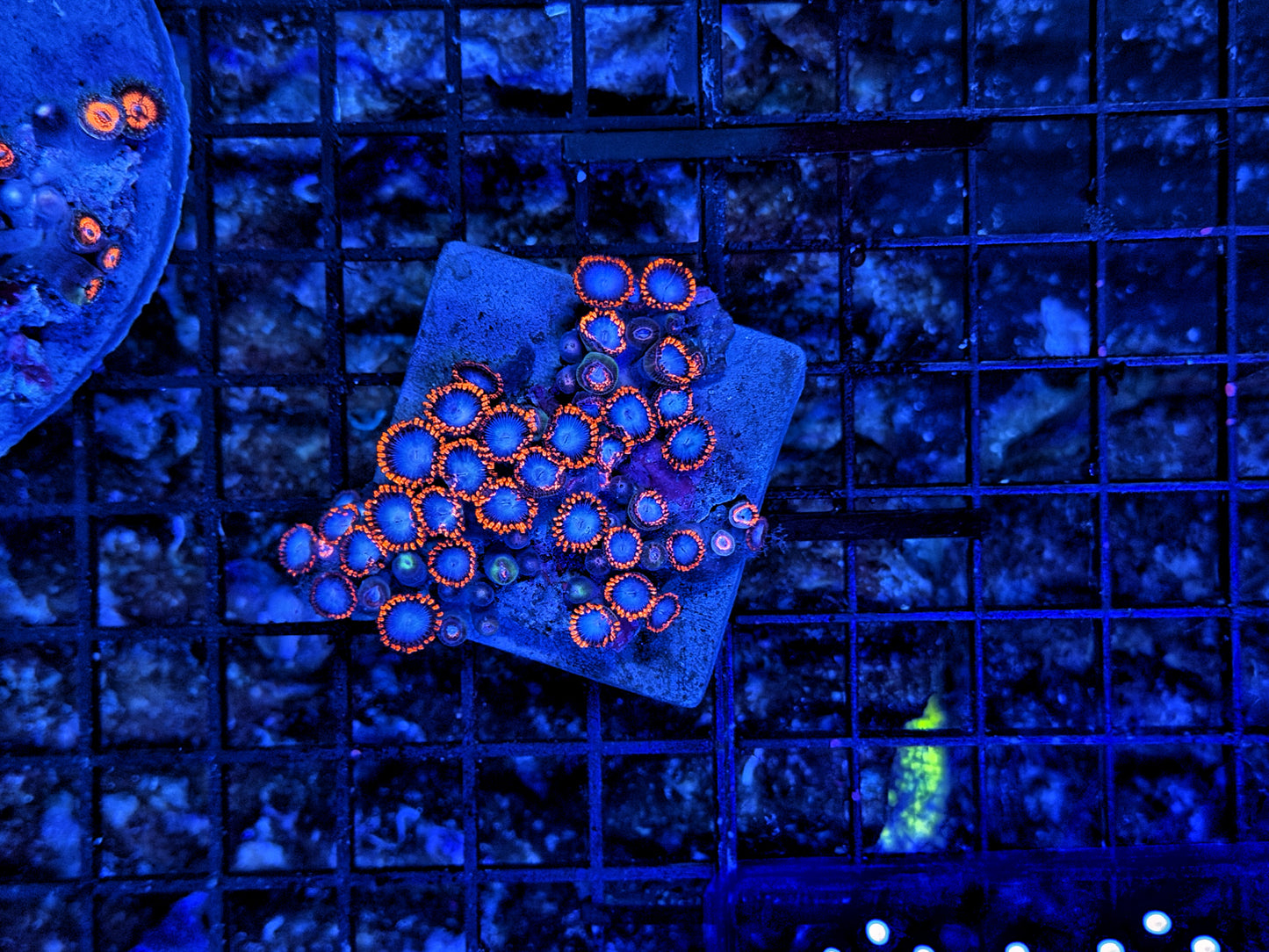 Rainbow Zoa plate