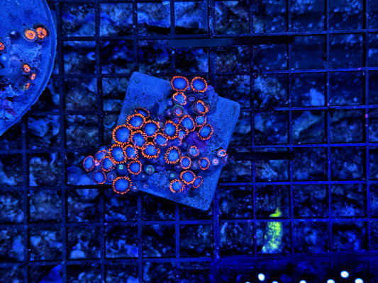 Rainbow Zoa plate