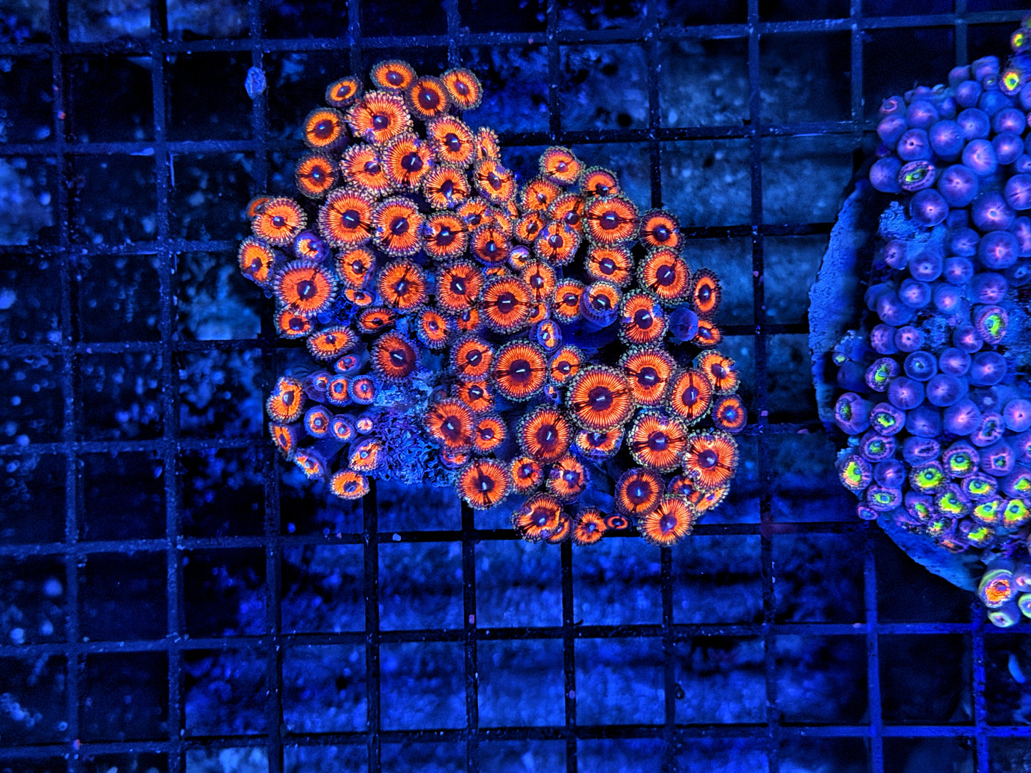 Rainbow Zoa plate