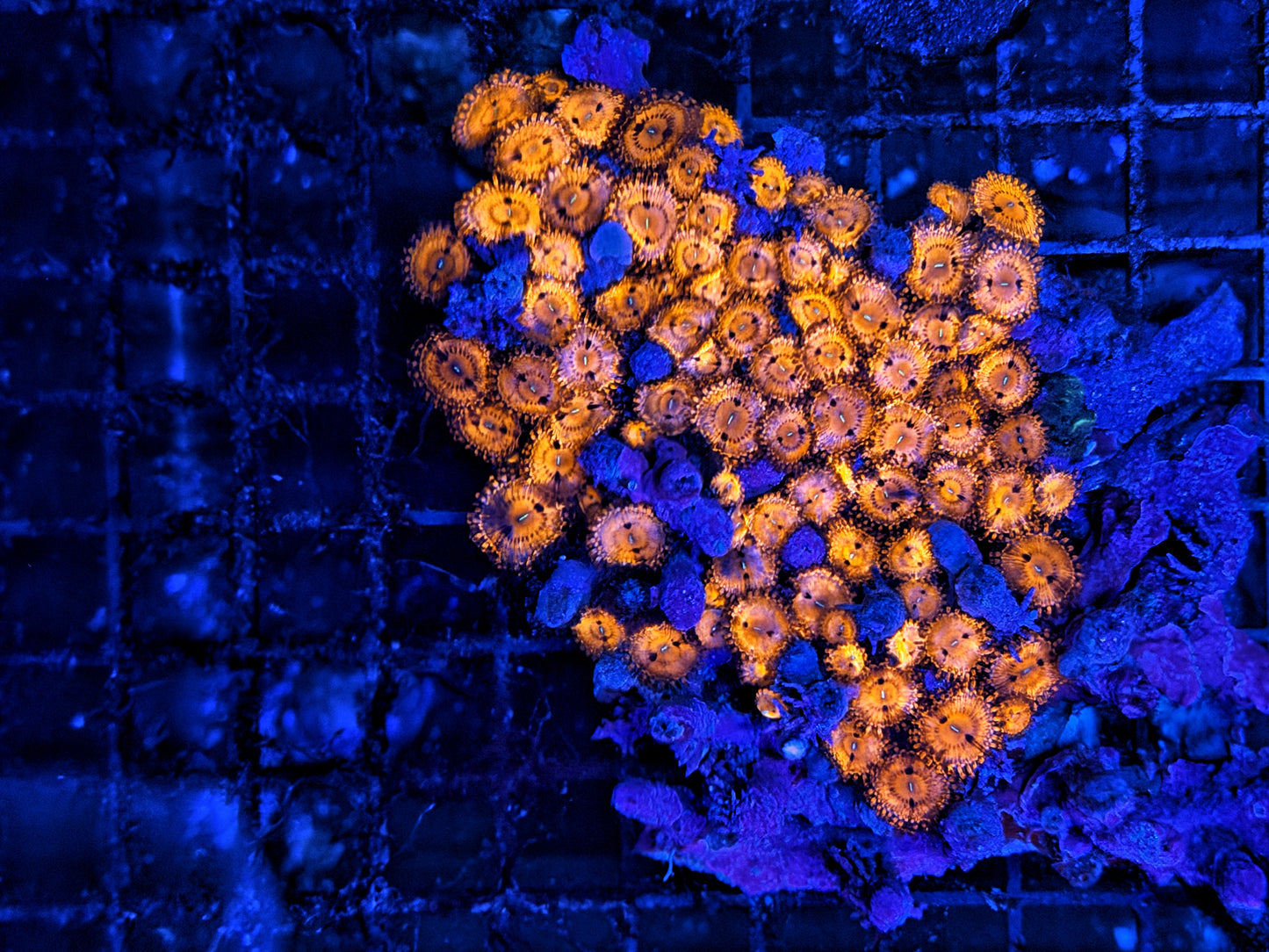 Rainbow Zoa plate