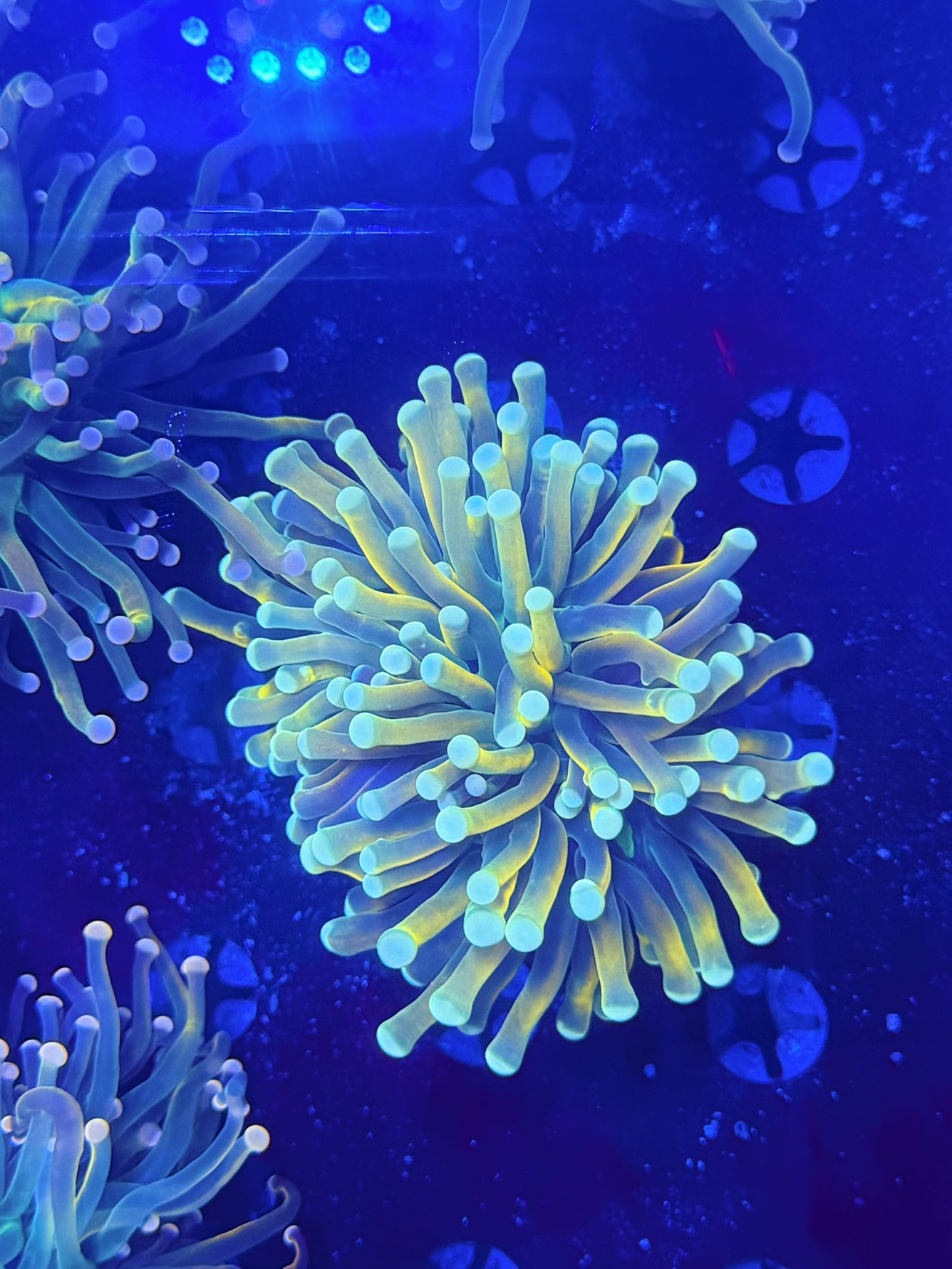 Malay HG variant recovery head L (please read description carefully)