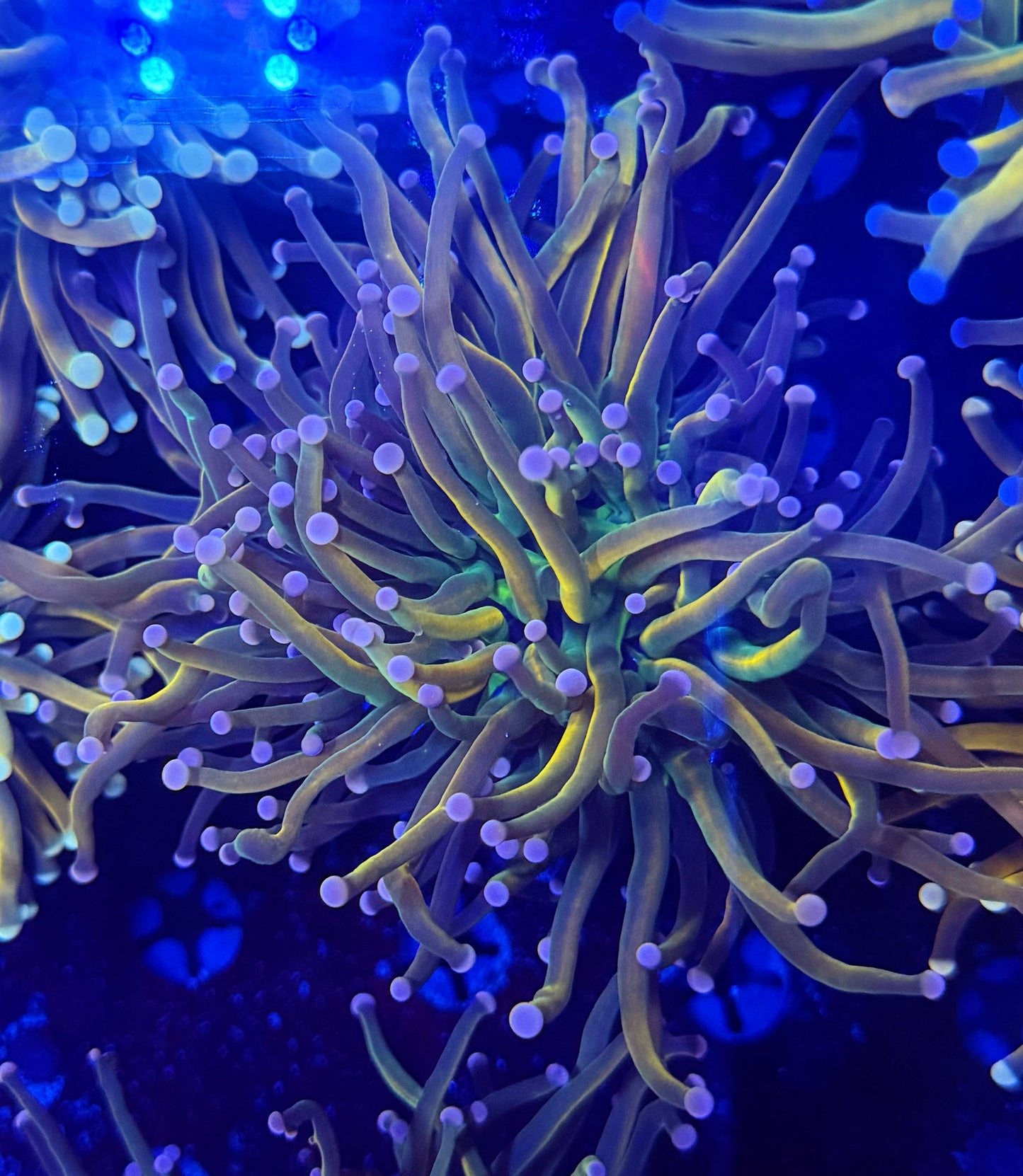 Malay HG variant recovery head L (please read description carefully)