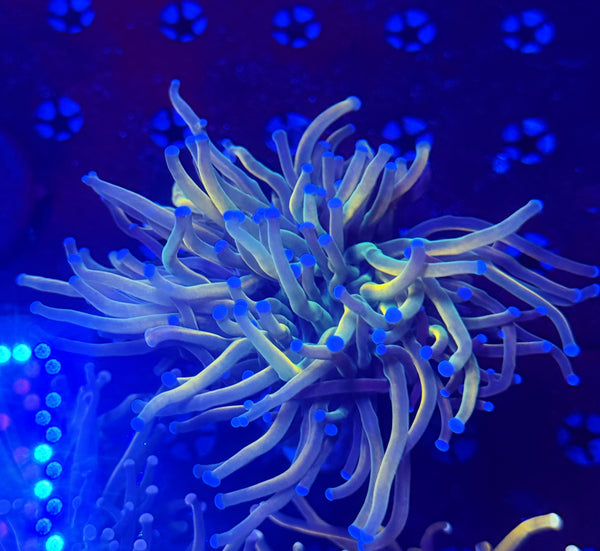 Malay HG variant recovery head L (please read description carefully)