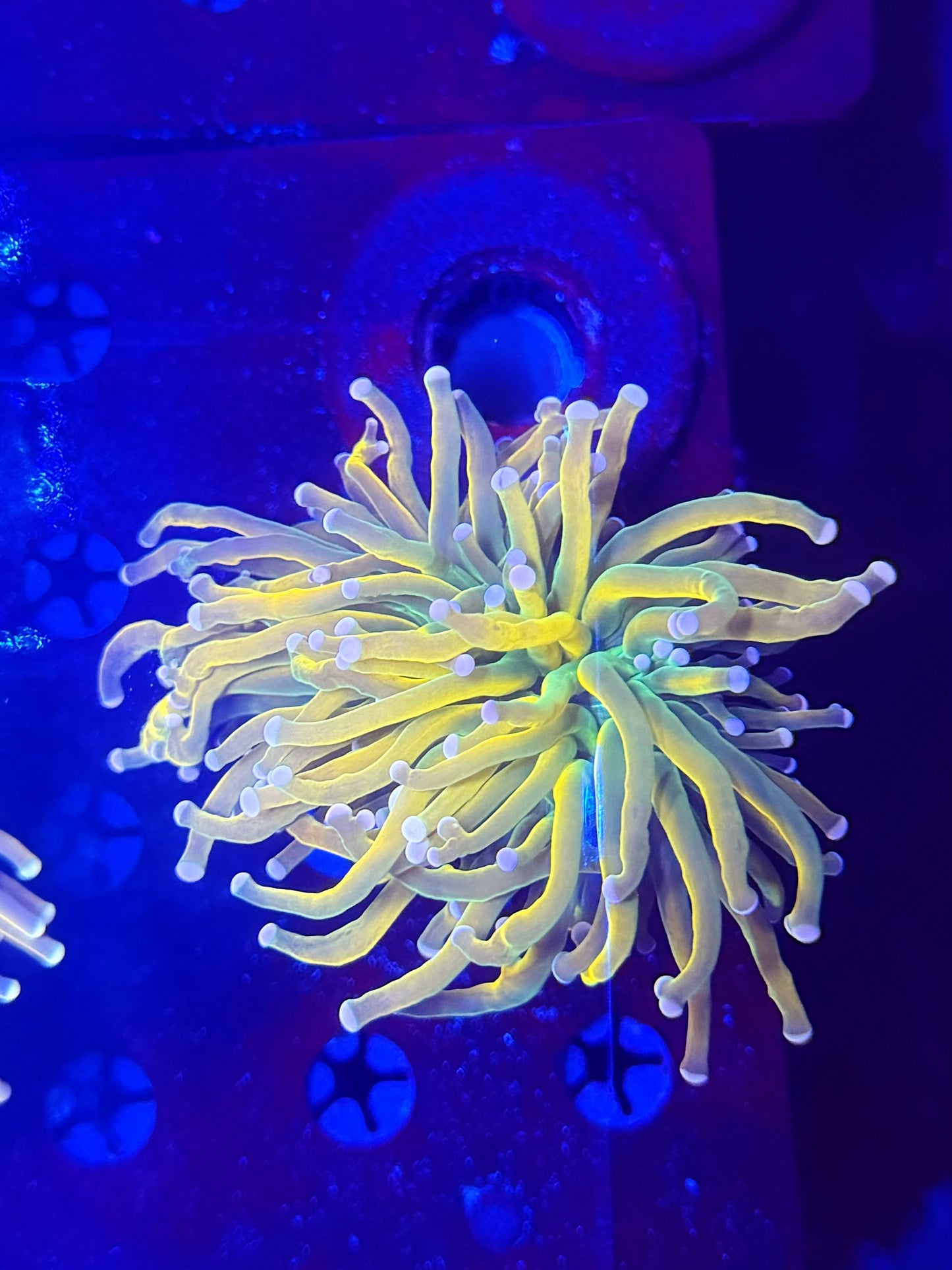 Malay HG variant recovery head L (please read description carefully)