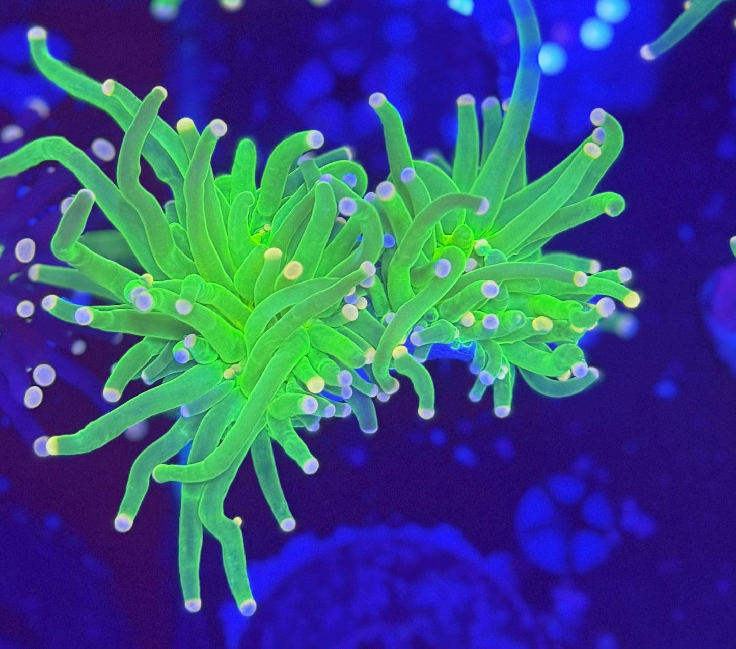 Malay Cotton Candy special buy 9 get 1 FREE!