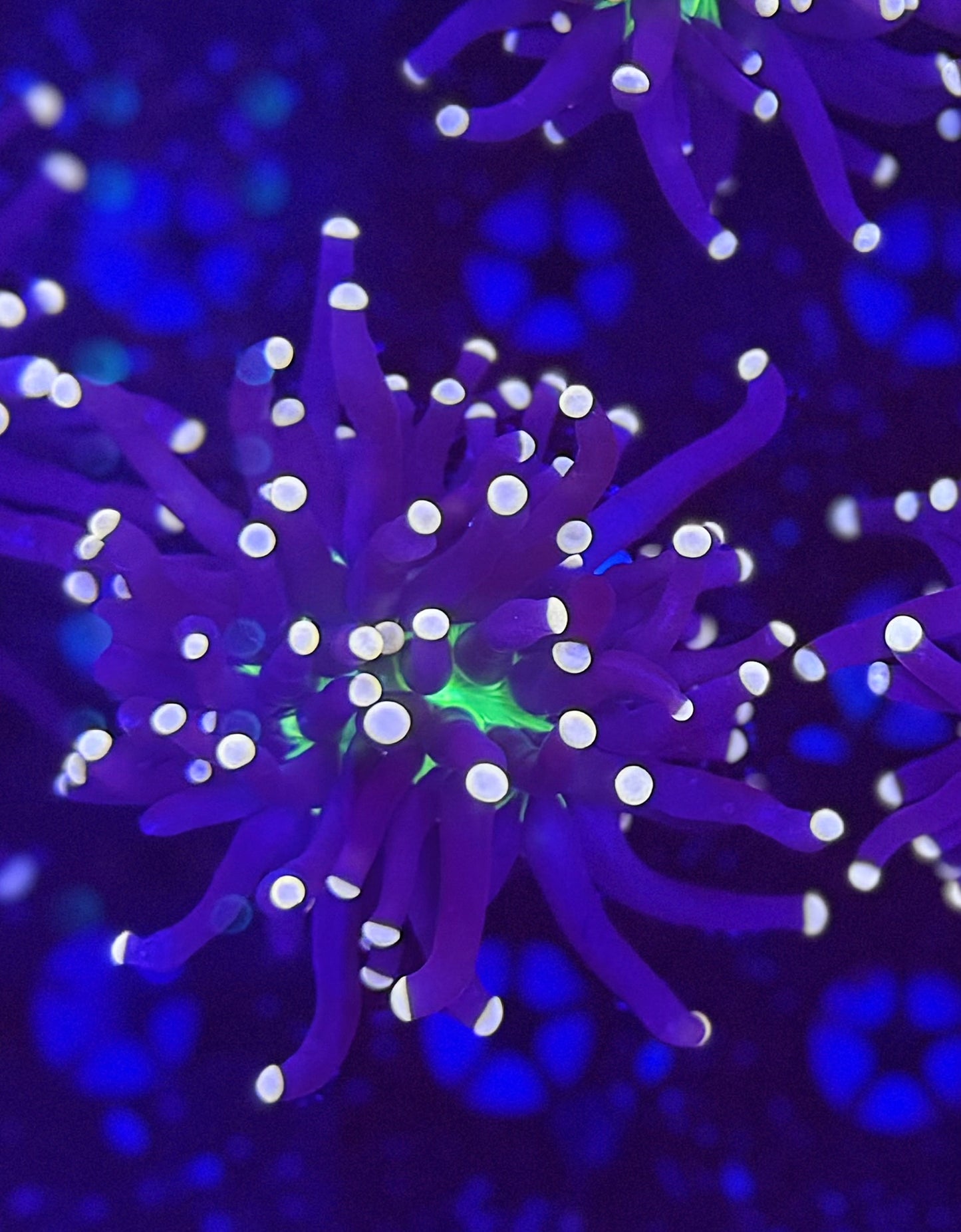 Malay Joker torch special buy 9 get 1 FREE!