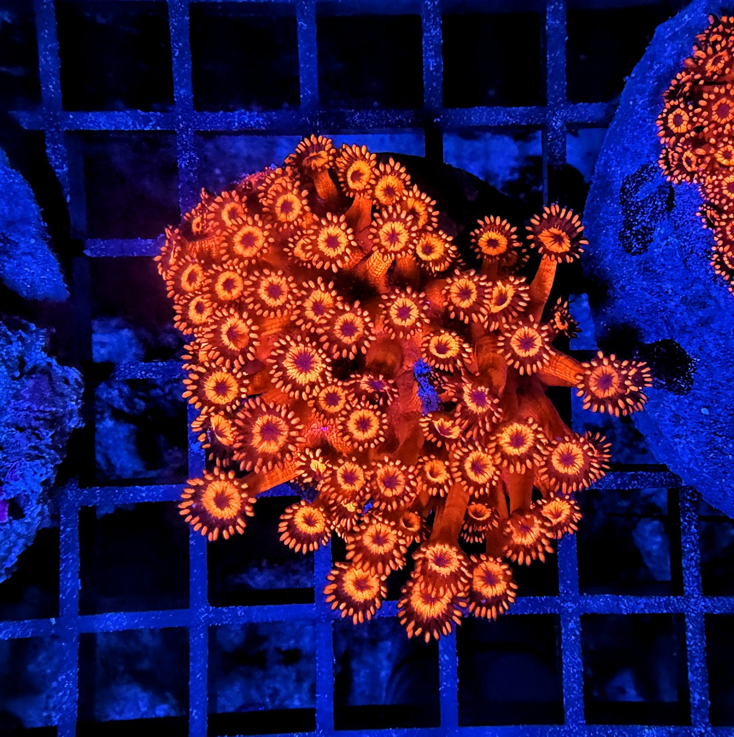 Red goni
