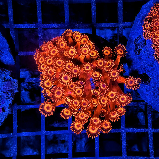 Red goni