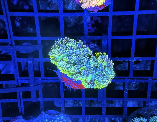 Rainbow Goni