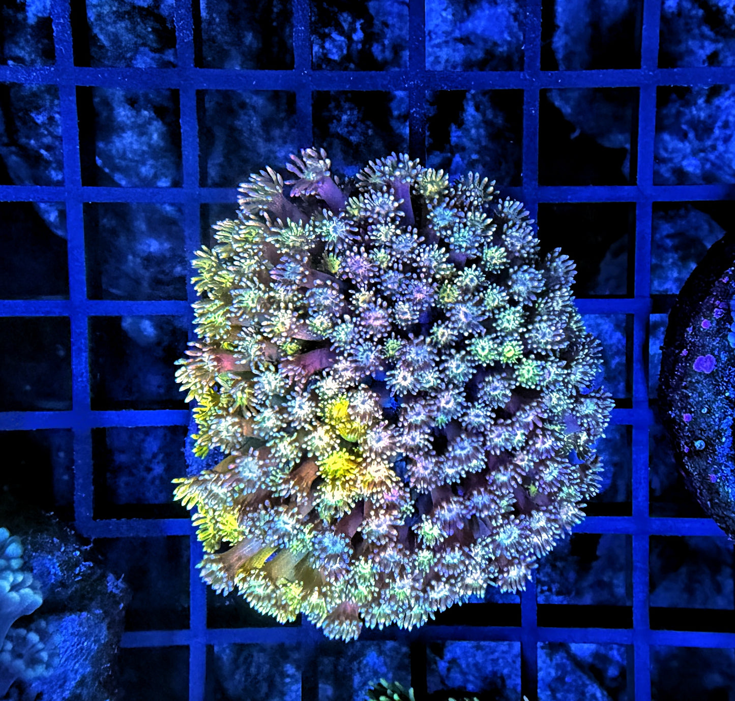 Rainbow Goni L