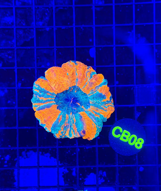 Rainbow acantho