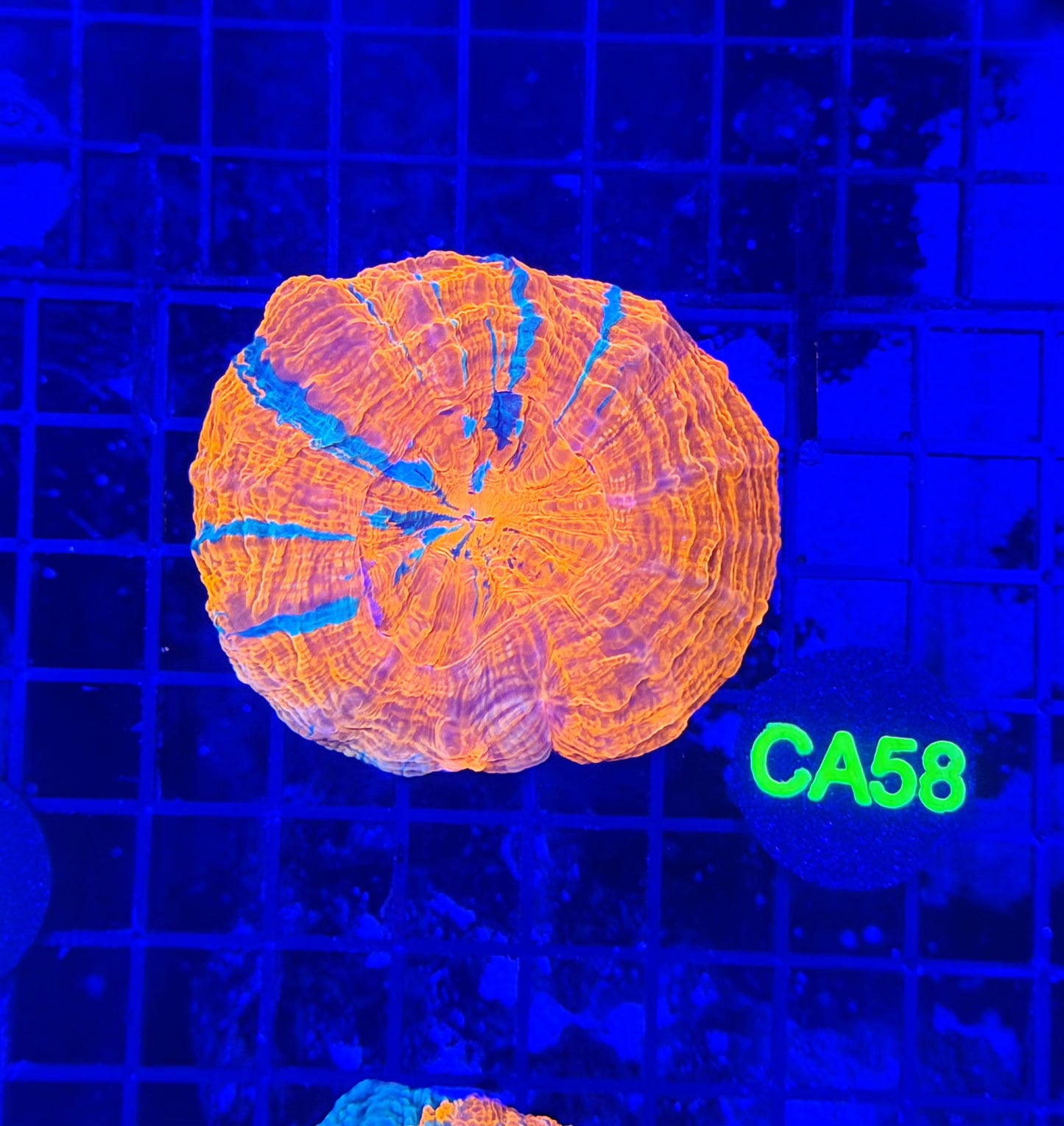 Rainbow acantho