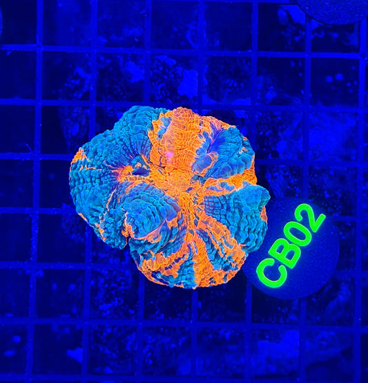 Rainbow acantho