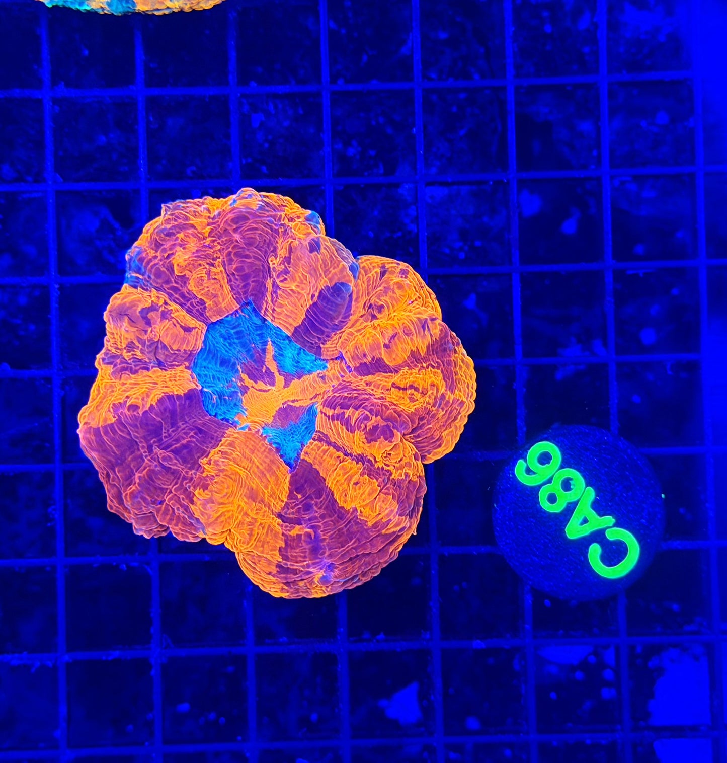 Rainbow acantho