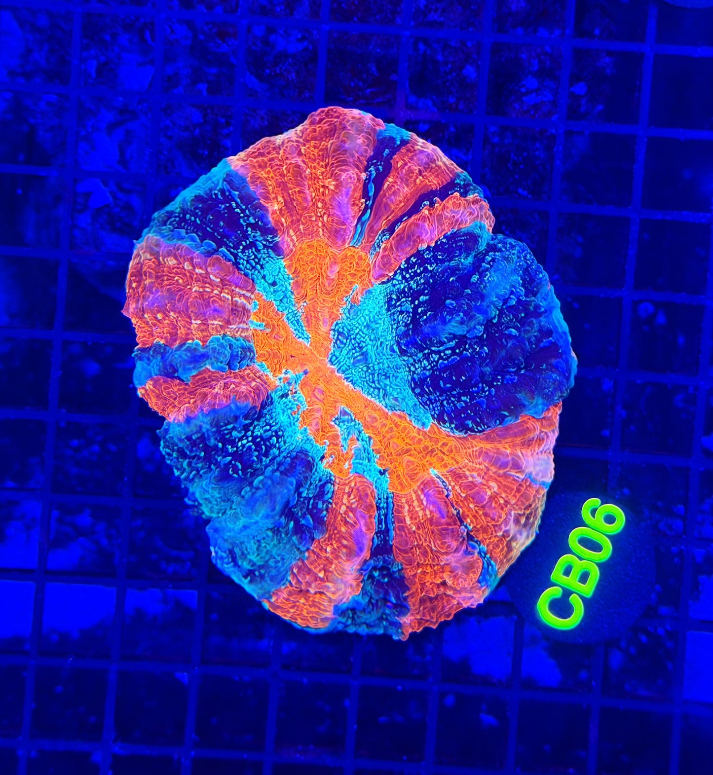 Rainbow acantho
