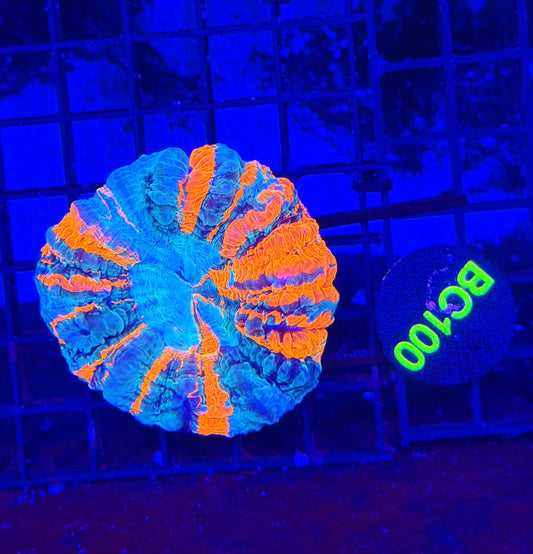 Rainbow acantho