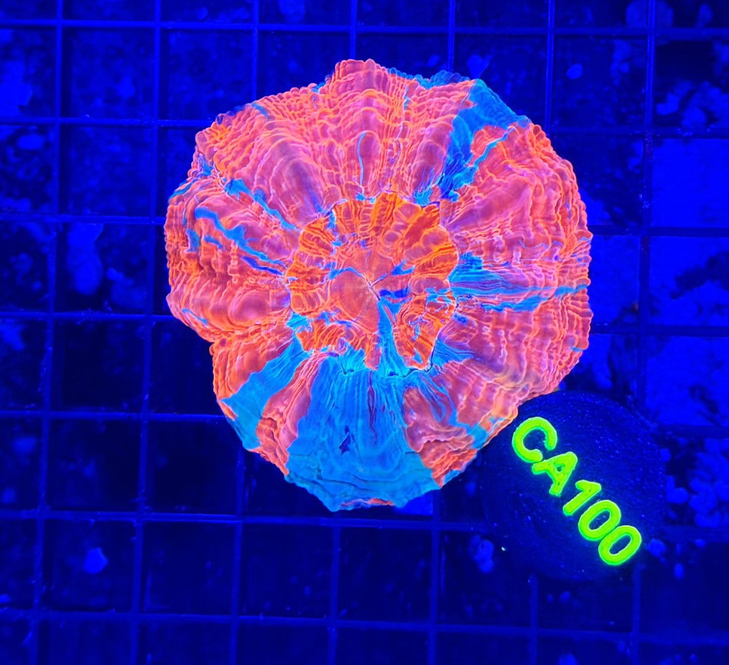 Rainbow acantho