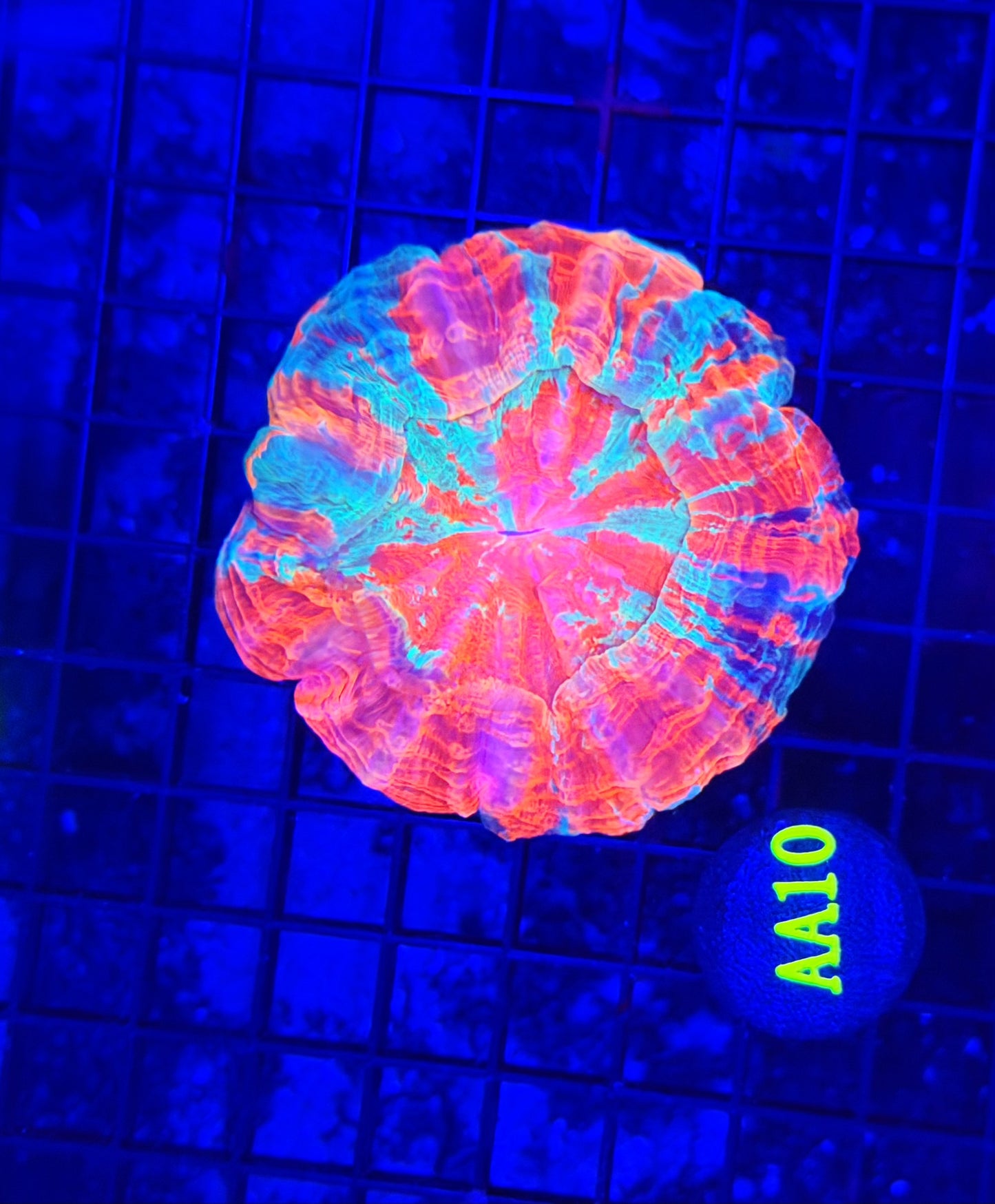 Rainbow acantho