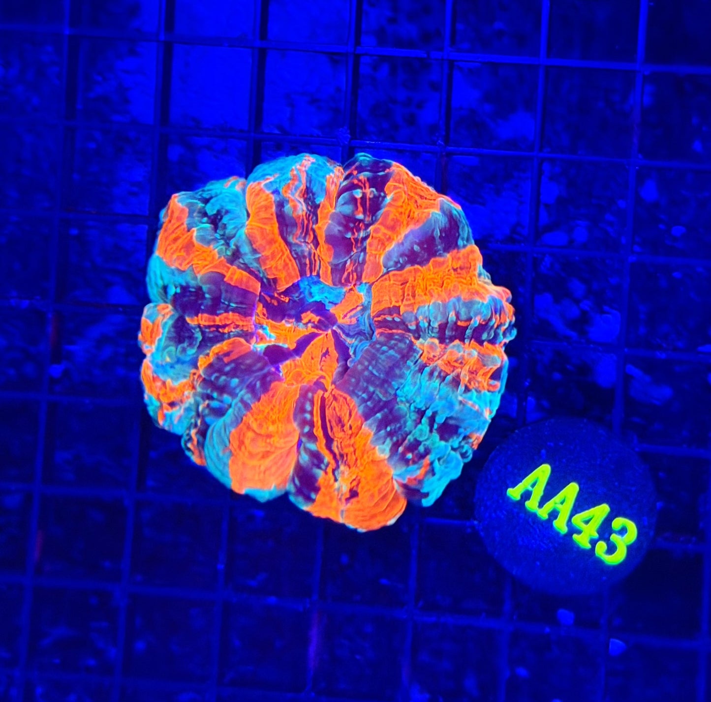 Rainbow acantho
