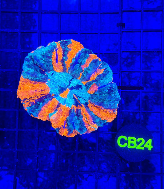 Rainbow acantho