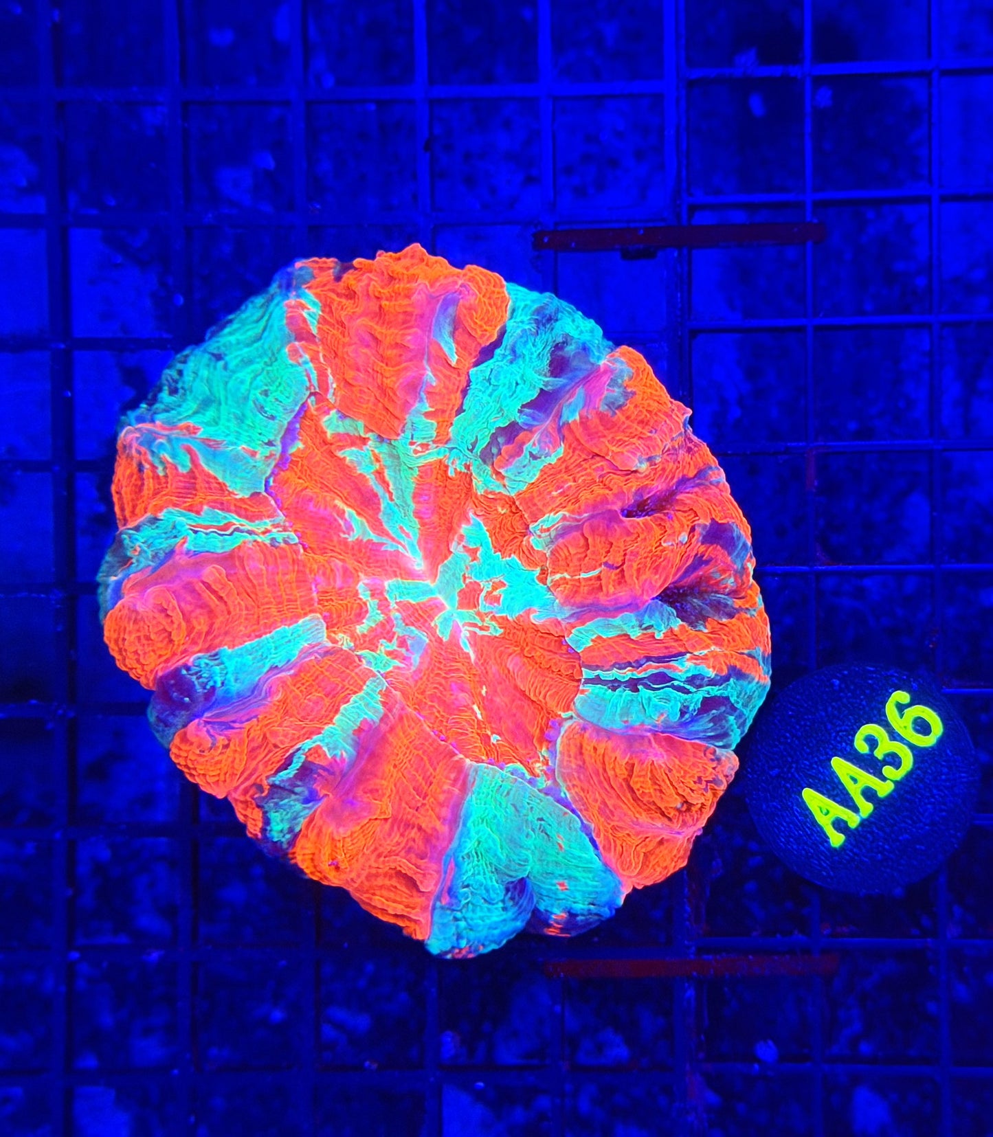 Rainbow acantho
