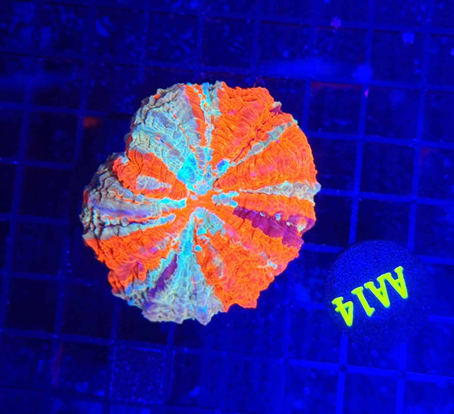 Rainbow acantho