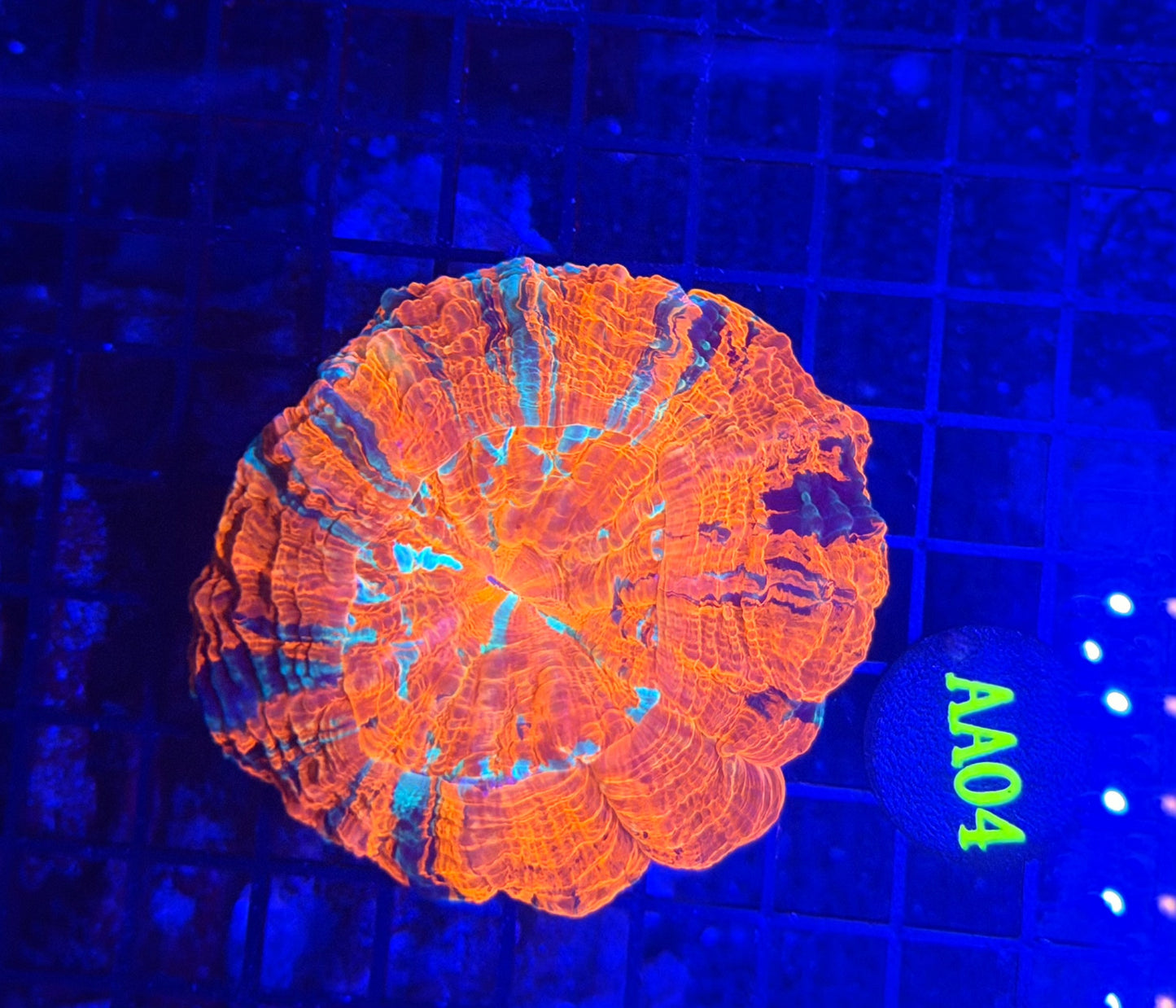 Rainbow acantho