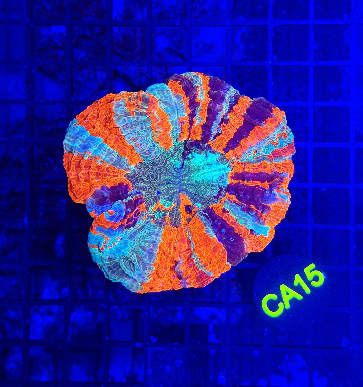 Rainbow acantho
