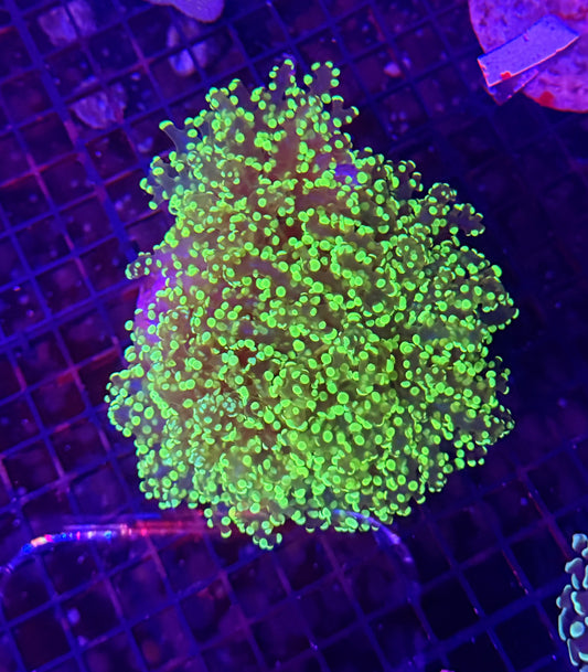 neon frogspawn colony