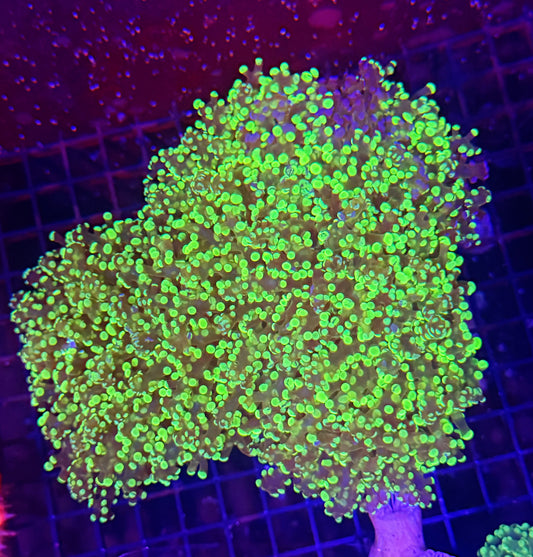 neon frogspawn colony bicolor graft