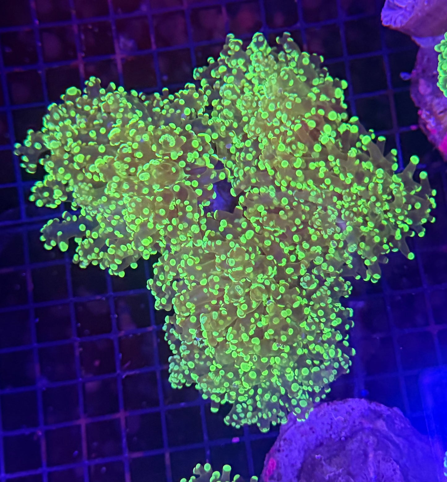 neon frogspawn colony