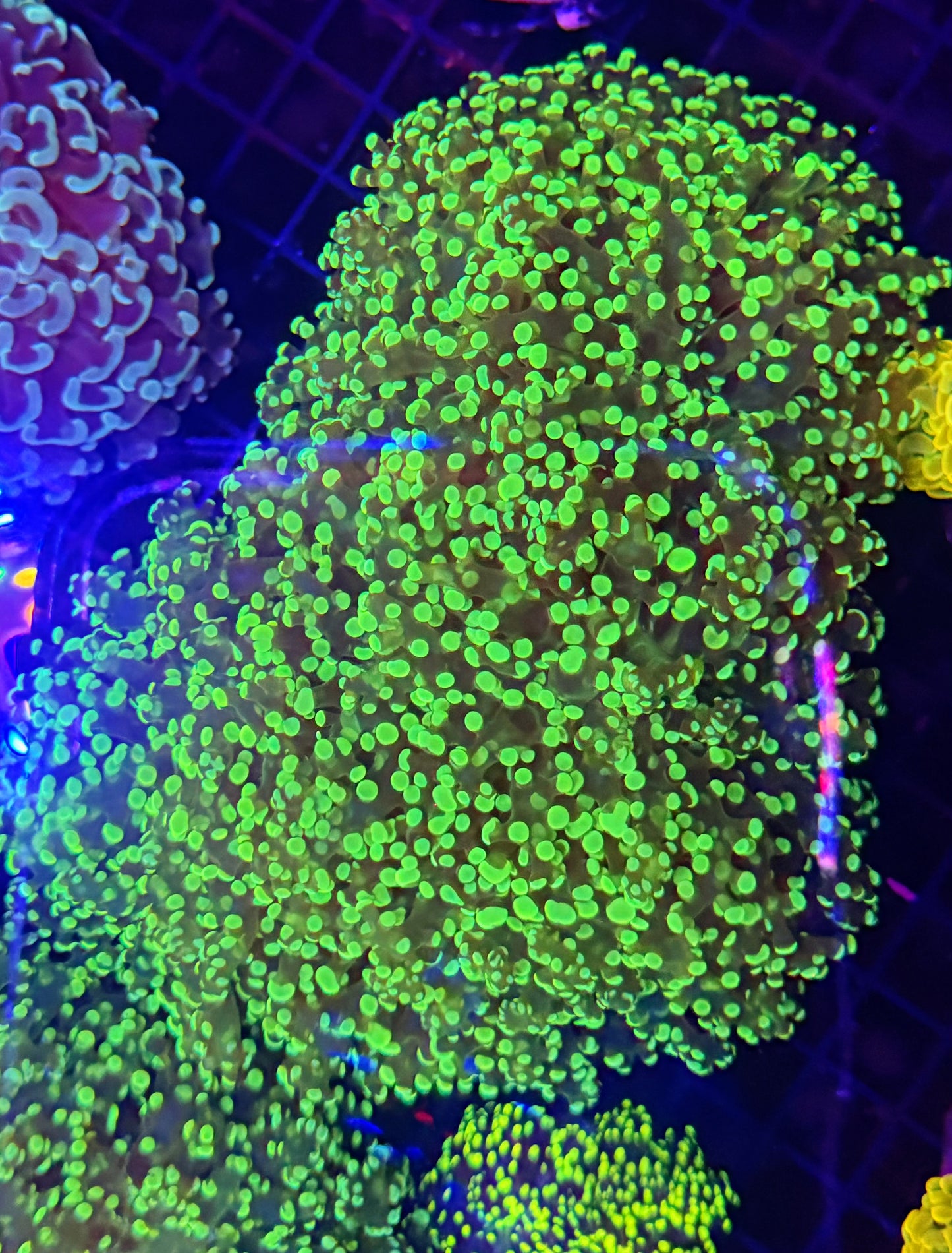 neon frogspawn colony