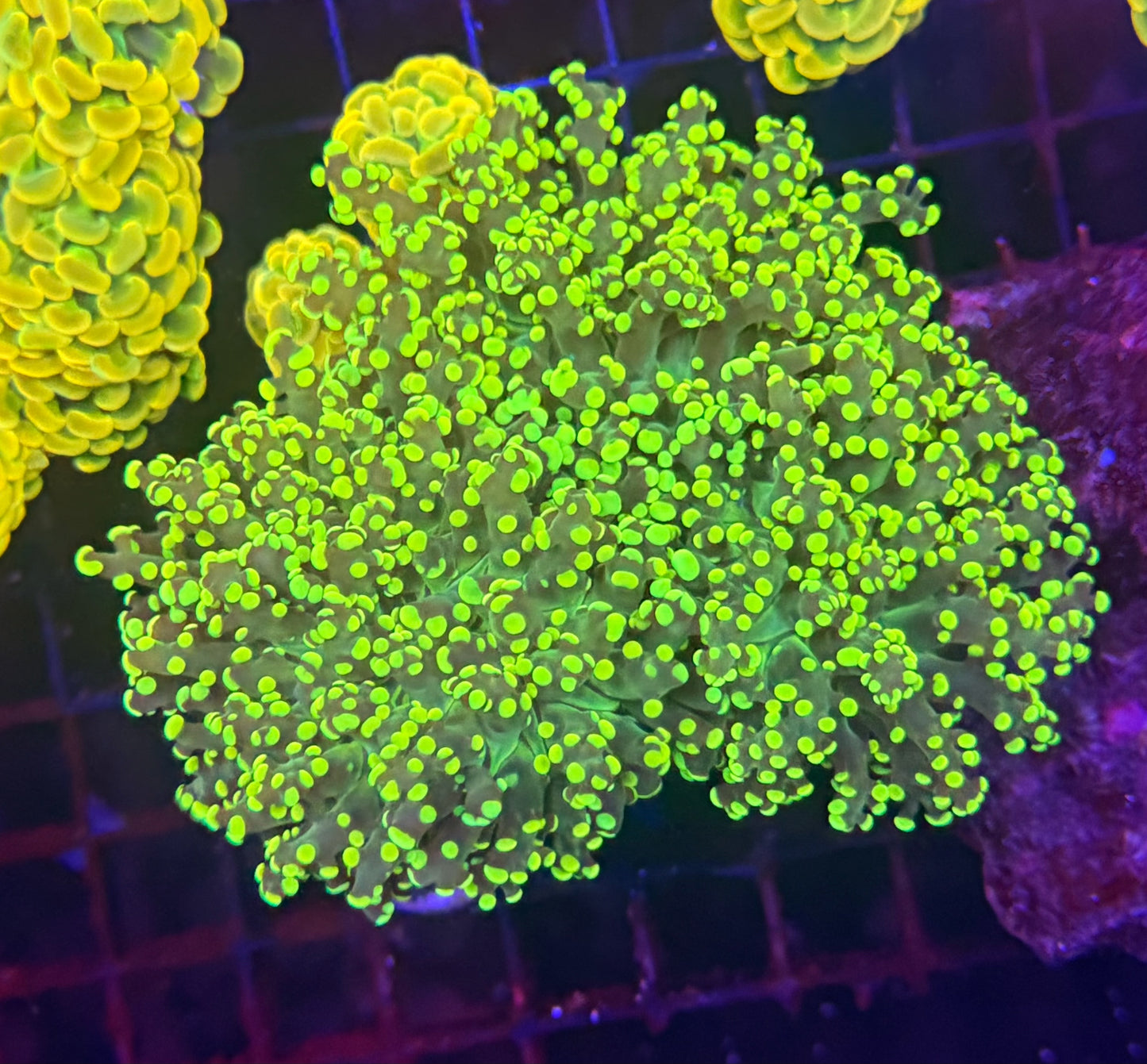 neon frogspawn colony