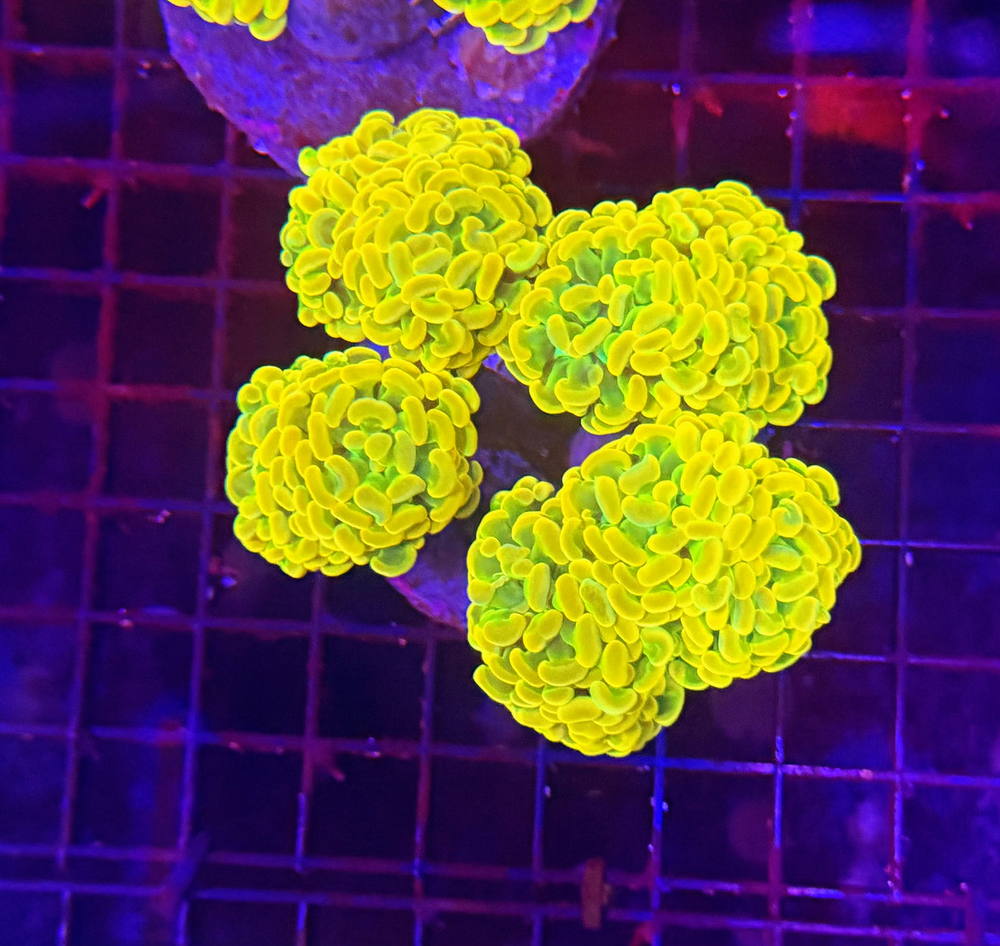 Willy wonka colony 5-8 heads