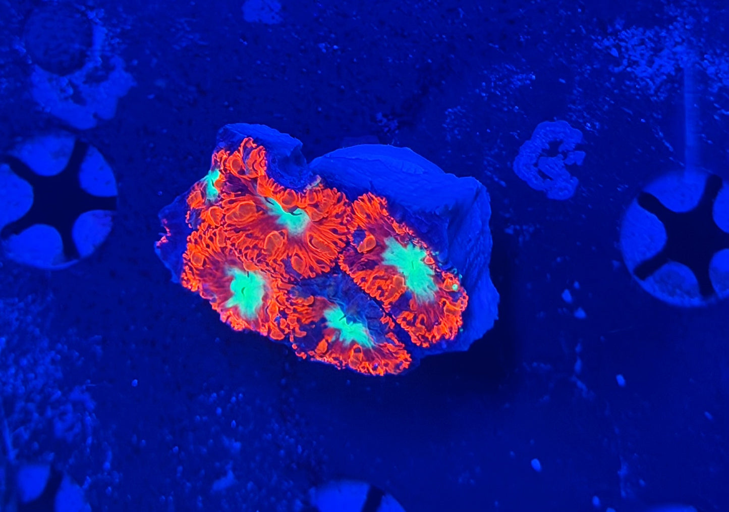 OKC dragon flame graft blasto (One per every $500 spent)