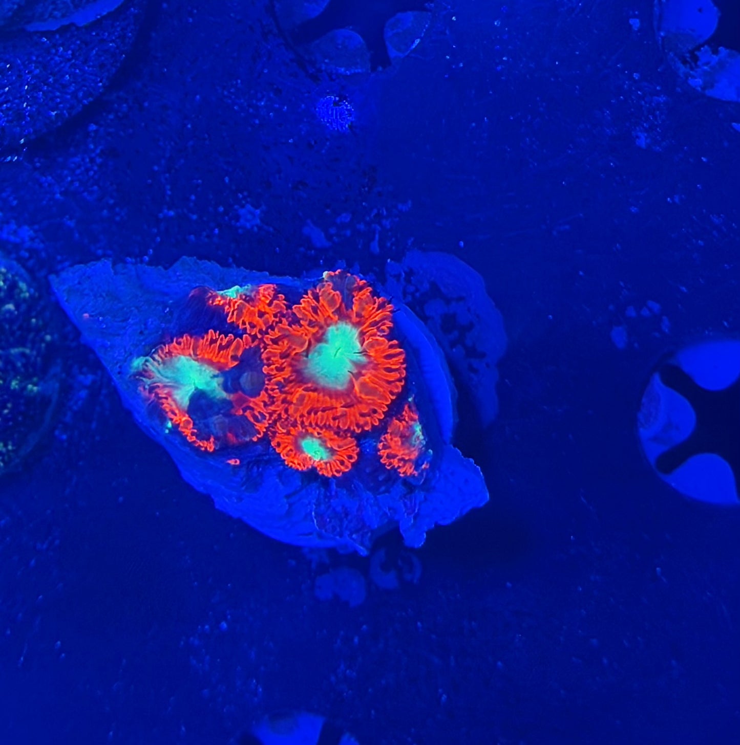 OKC dragon flame graft blasto (One per every $500 spent)