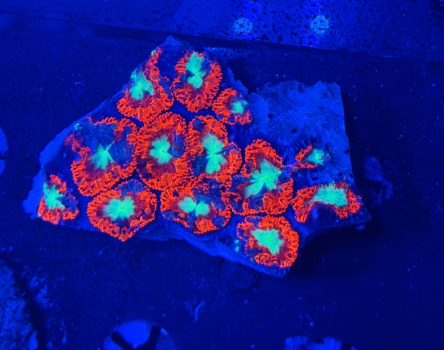 OKC dragon flame graft blasto large