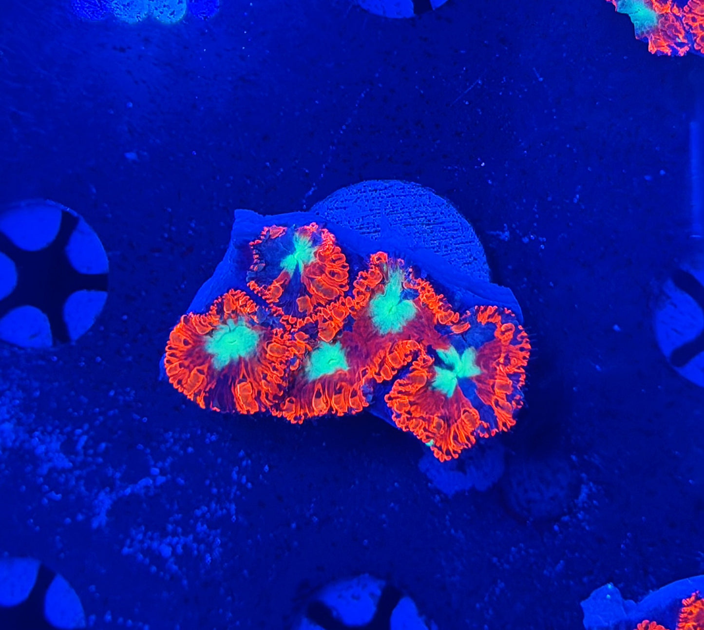 OKC dragon flame graft blasto (One per every $500 spent)