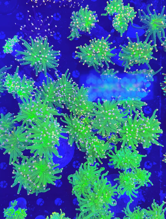 Malay Cotton Candy special buy 9 get 1 FREE!