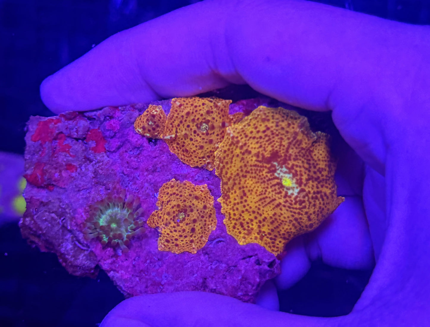 Mushroom rock