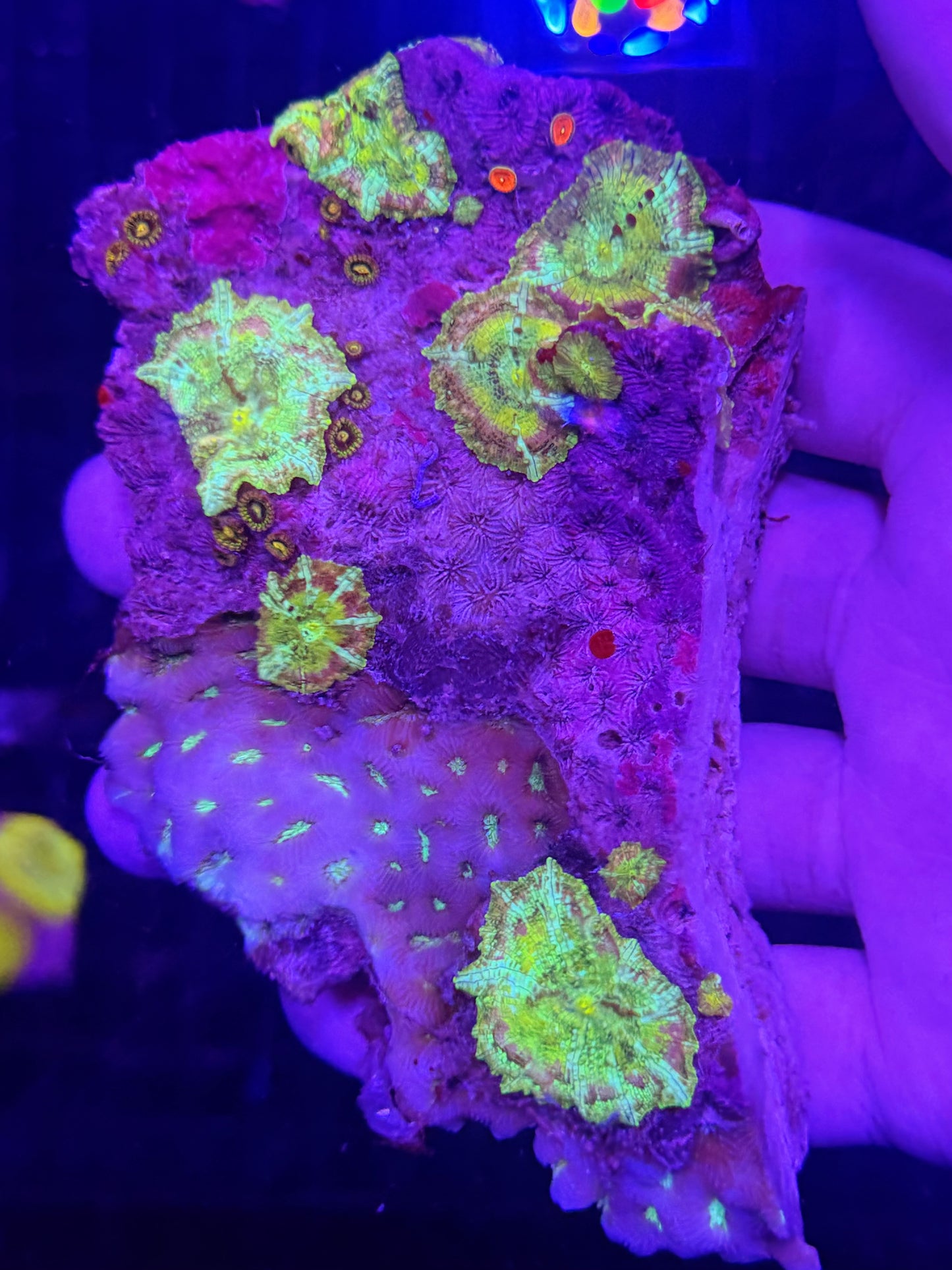 Mushroom rock