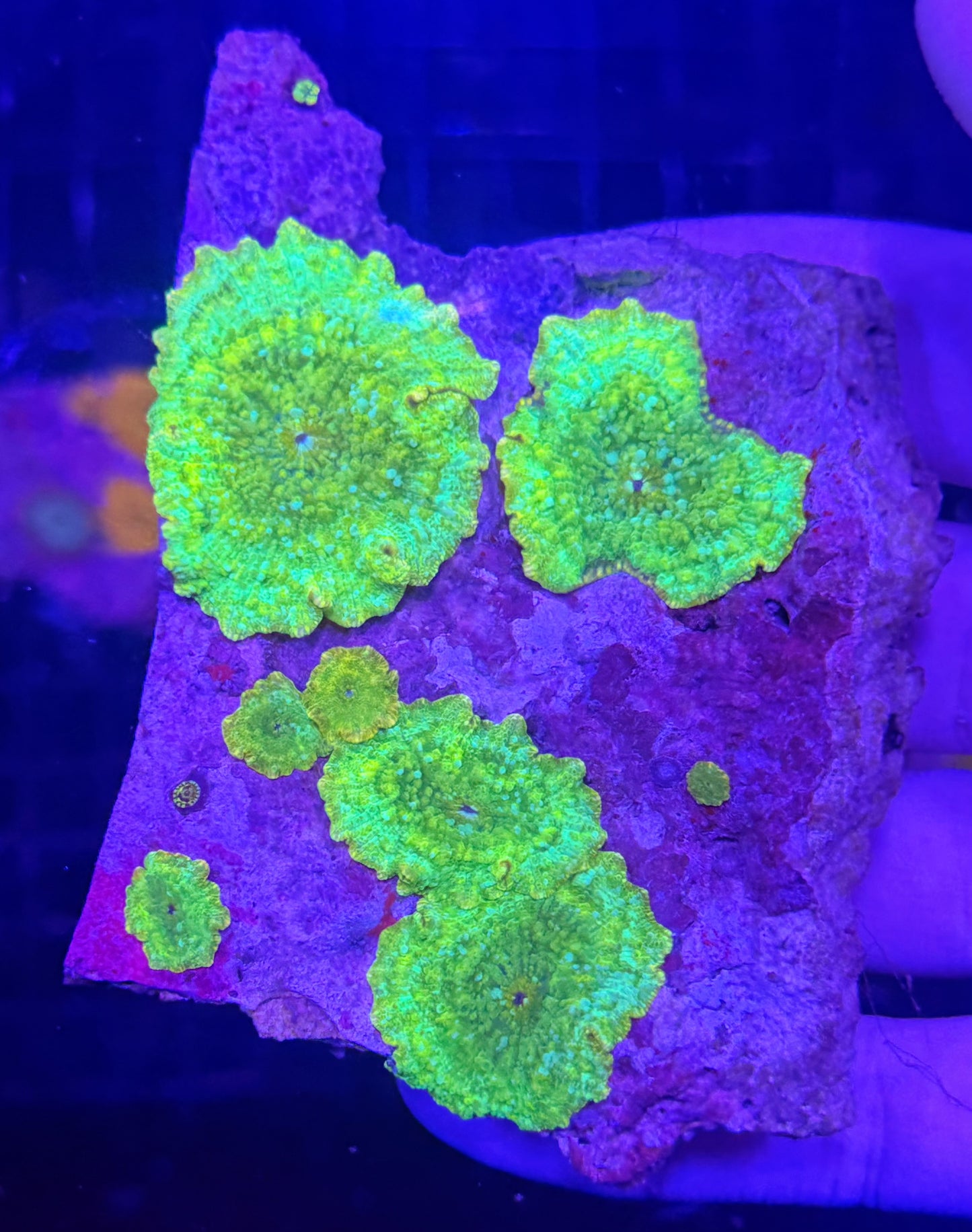 Mushroom rock