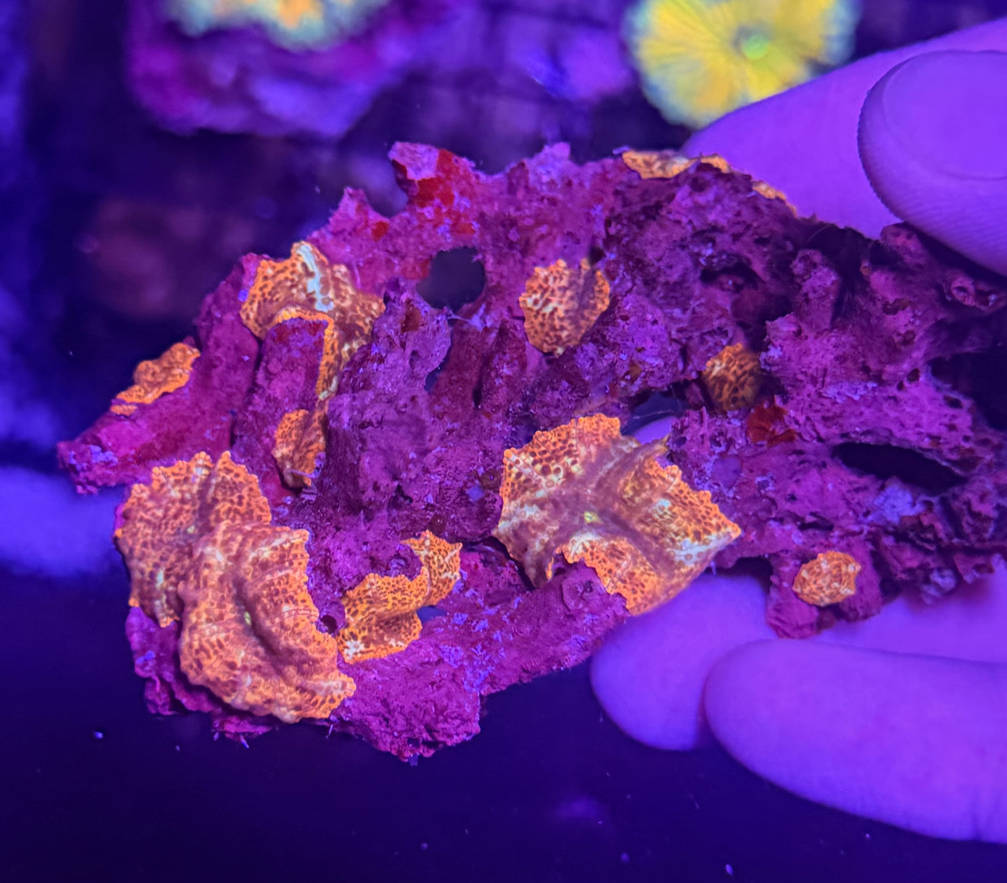 Mushroom rock